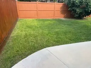 Freshly mowed backyard lawn bordered by a wood privacy fence and mature shrubs