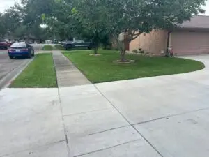 Freshly mowed front yard with a mulched tree ring border around a shade tree near the driveway